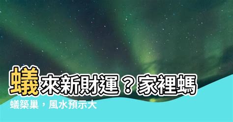 家裡大螞蟻 9運 2023